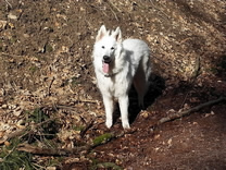 Elroy ( Merlin ) mit 8 Monaten